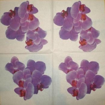 004 Orchideen (4)