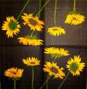 168 Sonnenblumen - 3-lagig - Ambiente