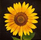 050 Sonnenblumen - 3-lagig (schwarz) - Ihr