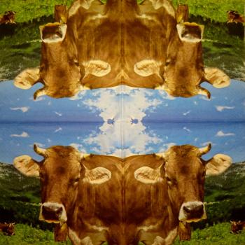 166 Cows - 3-ply - Ti-Flair