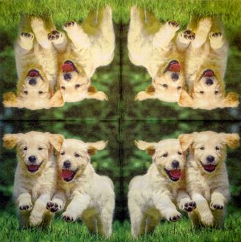 HUN-331 Dogs - 3-ply - Ti-Flair