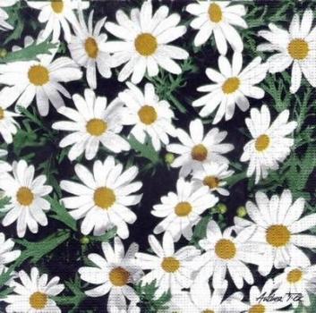 348 Daisies - 3-ply - CS