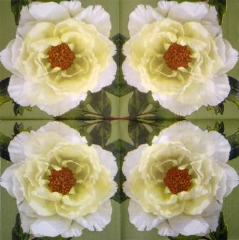 794 Rosen - 3-lagig - Amscan