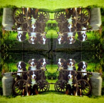 HUN-665 Dogs - 3-ply - Ternberger