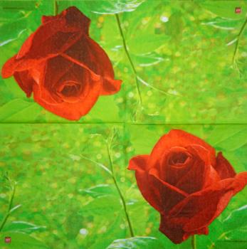 491 Rosen - 3-lagig - Ambiente