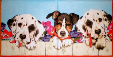 072 Dogs