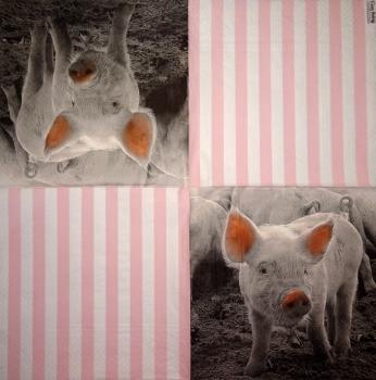 080 Pigs - 3-ply - Nouveau