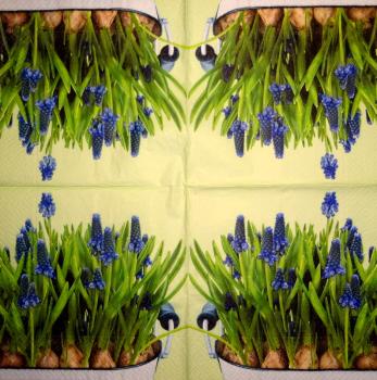 067 Daffodils - 3-ply - Daisy