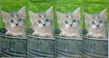 045 Katzen - 4-lagig - ppd - Shutterstock - Taschentuch