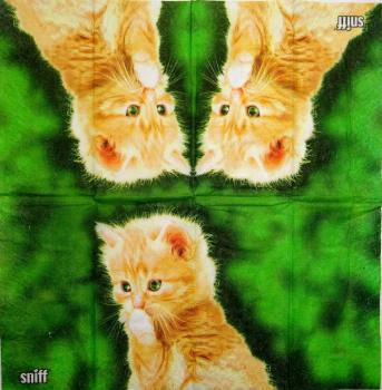 202 Cats - 4-ply - ppd - Maurimit - Handkerchief