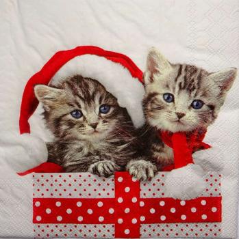 212 Katzen - 3-lagig - Ambiente