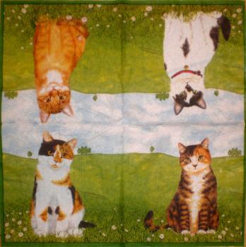 092 Cats - 3-ply - Ihr