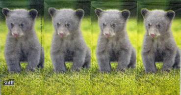 104 Teddy - 4 lagig - ppd - Shutterstock - Taschentuch
