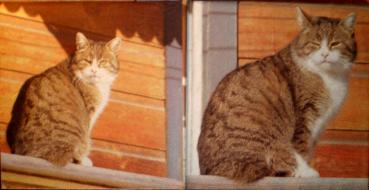 113 Cats - 3-ply  - Click / Ihr
