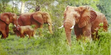 048 Elephant - 3-ply