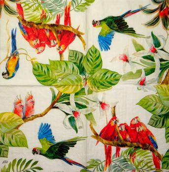 034 Parrot - 3-ply - Ihr - CS