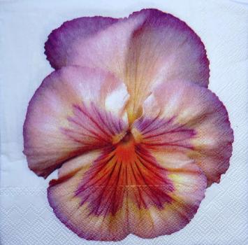 014 Stiefmütterchen, Violet - 3-ply (weiß) - Ihr