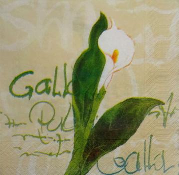021 Calla - 3-ply