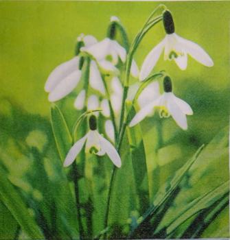 081 Daffodils - 3-ply