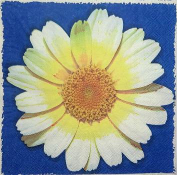 028 Daisies - 3-ply (dark blue) - Ambiente