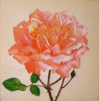 013 Rosen - 3-lagig