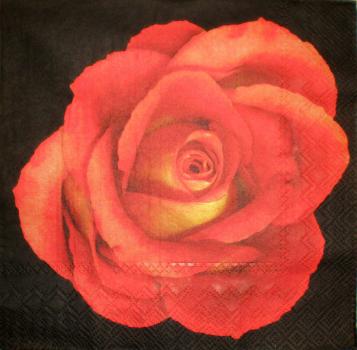 024 Rosen - 3-lagig - Ihr