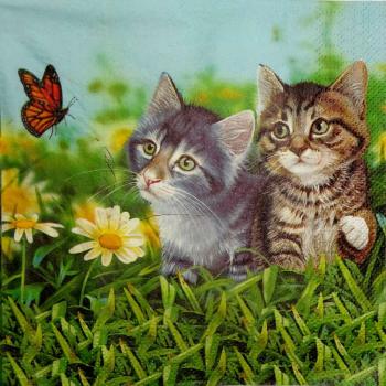 220 Katzen - 3-lagig - Ashdene