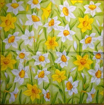 105 Daffodils - 3 ply - Paw