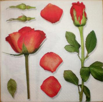 044 Rosen (20f-S)- 3-lagig - Paper Design