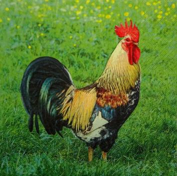 098 Rooster,  Hen - 3 ply - Home Fashion