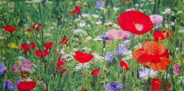 124 Anemones, Poppy - 3-ply - Stewo