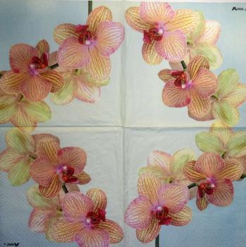 074 Orchids - 3-ply - Stewo