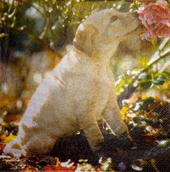 143 Hunde - 3-lagig - Ashdene