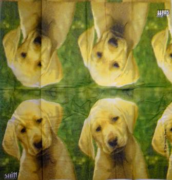 006 Hunde - 4-lagig - Sniff - ppd - The Image Bank - Taschentuch