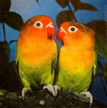 046 Parrot - 3-ply