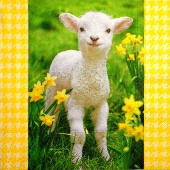 097 Sheep - 3-ply - Paper Design