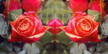 484 Roses - 3-ply - Home Fashion