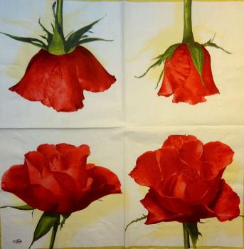 491 Rosen - 3-lagig - Ambiente