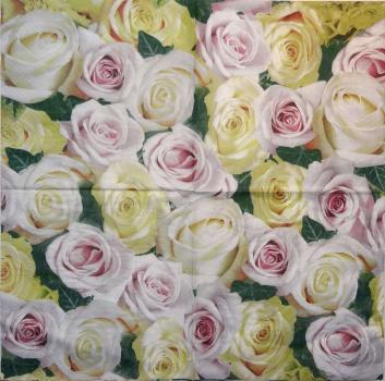 514 Rosen - 3-lagig - Paw