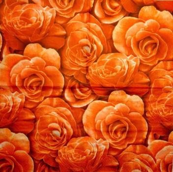 519 Rosen - 3-lagig (orange-216702) - Paw