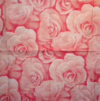 519 Roses - 3-ply (pink) - Paw