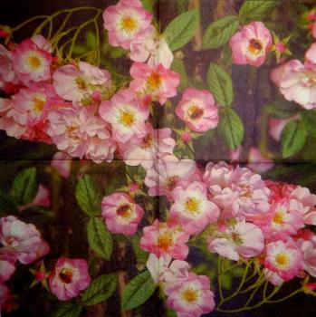 551 Rosen - 3-lagig -   - Atelier