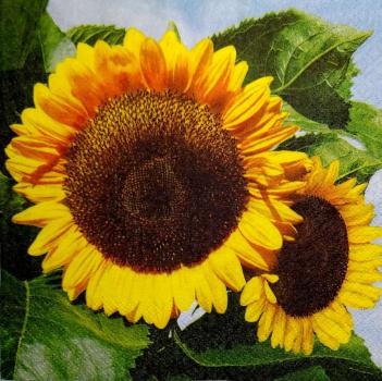 141 Sunflowers - 3-ply - Home Fashion