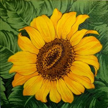 147 Sunflowers - 3-ply - Scandolet