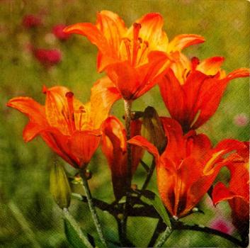 092 Lilies - 3-ply - Colourful Life