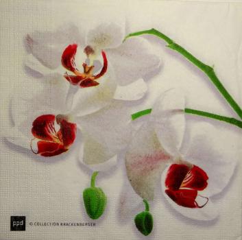 084 Orchids - 3-ply - ppd - Krackenberger