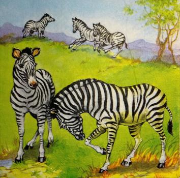 031 Zebra - 3-lagig