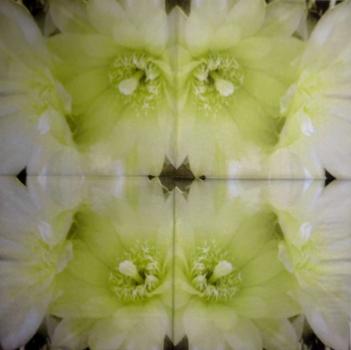211 Flowers Others - 3 ply