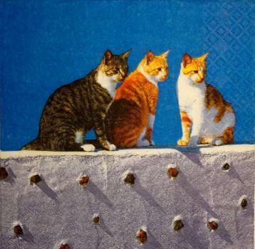 237 Katzen - 3-lagig