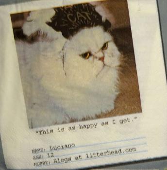241 Cats - 3-ply - ppd - James Edgar - Luciano - CS